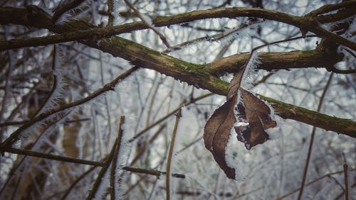 Close-up of tree branch