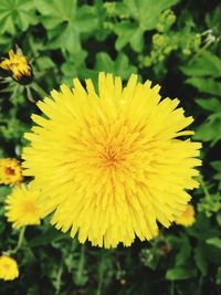 Close-up of yellow flower
