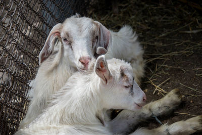 Close-up of goat