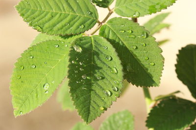 Close-up of wet plant