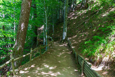 Footpath amidst trees in forest