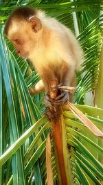 Portrait of a cat on palm tree