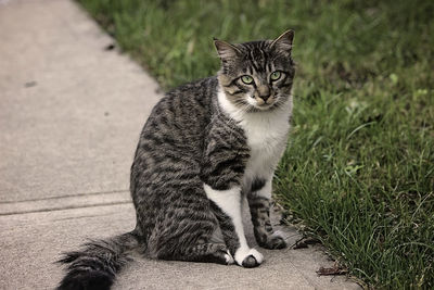 Portrait of cat sitting on grass