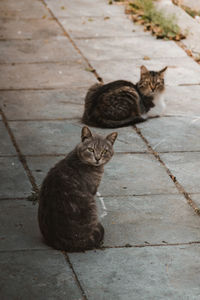 Portrait of two stray cats sitting on a footpath, watching strangers go by