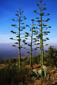 Plants growing on field against sky