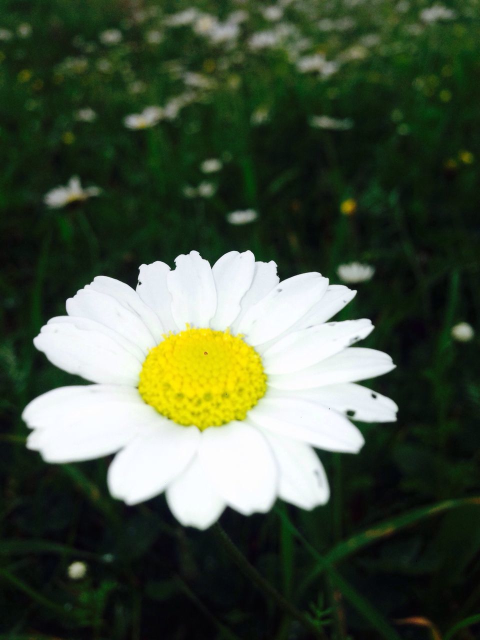 flower, petal, freshness, flower head, fragility, white color, daisy, growth, beauty in nature, close-up, pollen, focus on foreground, yellow, blooming, nature, single flower, white, plant, in bloom, field