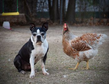 Front view of two animals on field