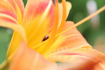 Close-up of bee pollinating on flower