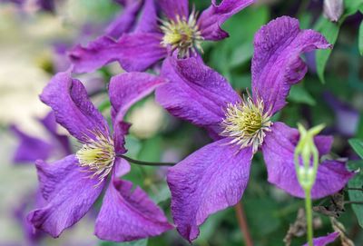 Close-up of purple flowering plant