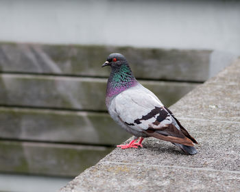 Close photo of pigeon bird, detailed photo of a bird