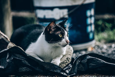 Close-up of a cat looking away