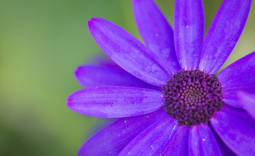 Close-up of purple flower