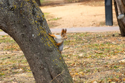 Portrait of squirrel on tree trunk