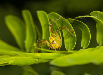 Close-up of insect on leaf