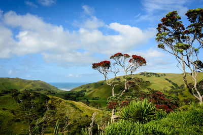 Scenic view of trees growing on field against sky