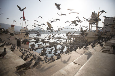 Bird flying over built structure