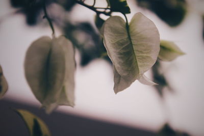Close-up of plant