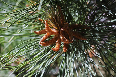 Close-up of pine cone on tree branch