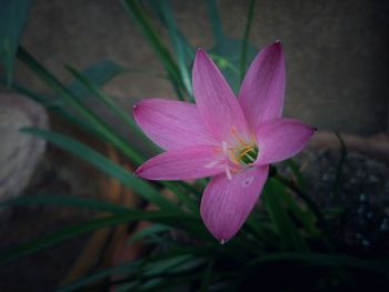 Close-up of pink flower