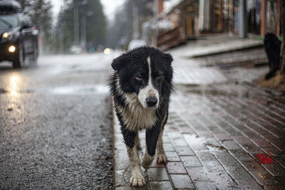 Portrait of dog standing on footpath