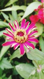 Close-up of pink flower