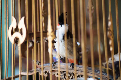 Birds in cage