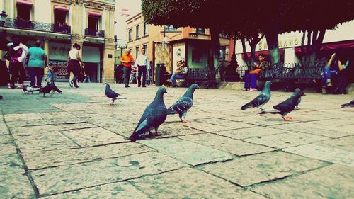 Birds perching on street in city