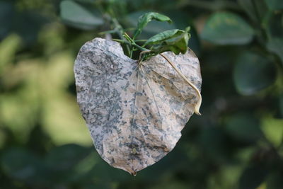 Close-up of dry leaves on plant