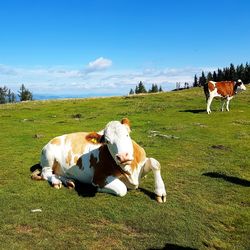 Cows on grassy field against sky