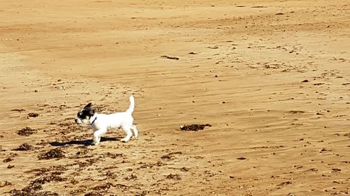 Dog on beach