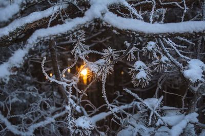 Close-up of frozen branch 