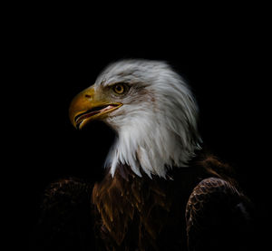 Close-up of eagle against black background