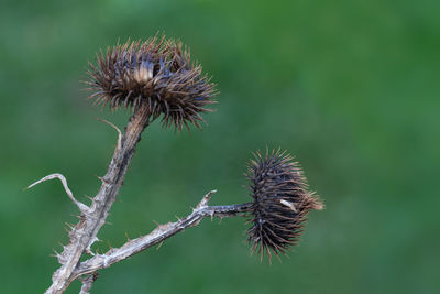 Close-up of thistle on plant