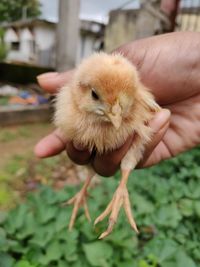 Close-up of hand holding baby chicken