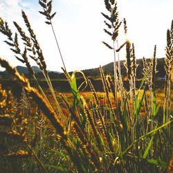 Close-up of fresh grass in field against sky