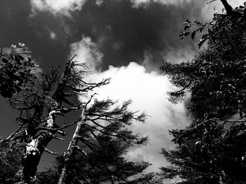 Low angle view of tree against cloudy sky