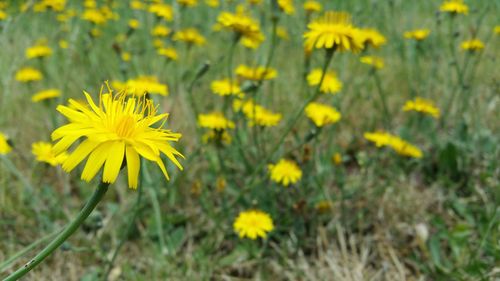 Close-up of yellow flower blooming in field