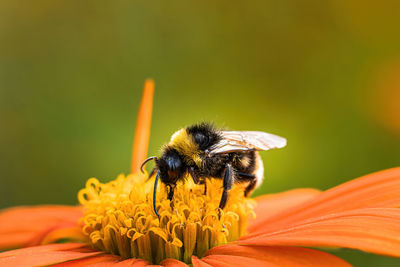 Close-up of bee pollinating on flower