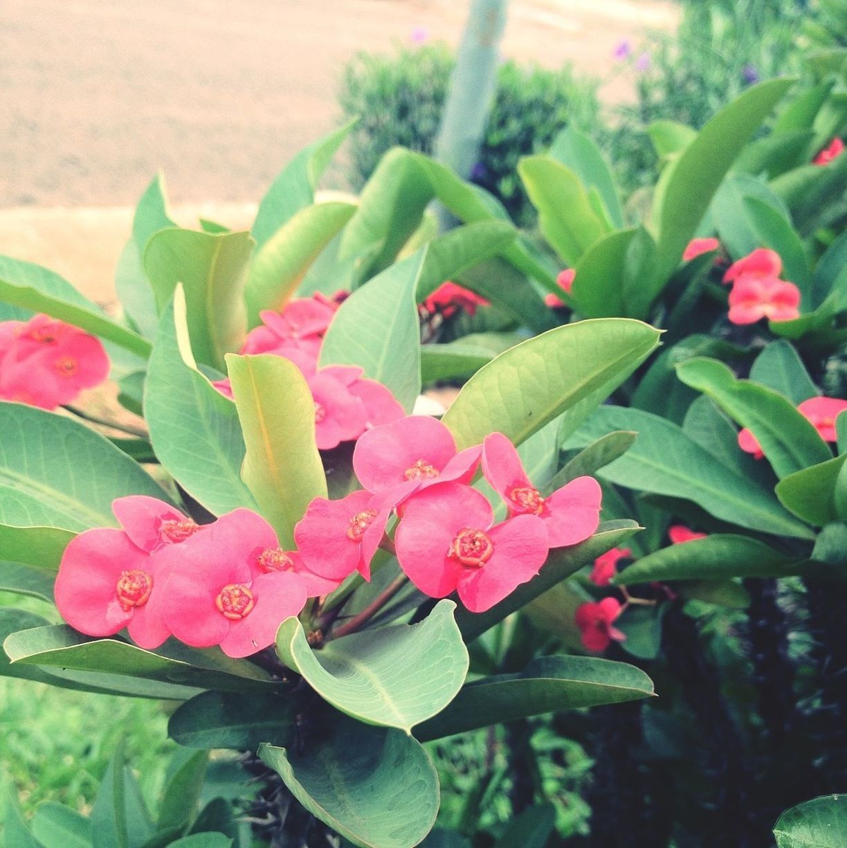 flower, freshness, leaf, growth, petal, fragility, plant, beauty in nature, flower head, green color, close-up, nature, pink color, focus on foreground, blooming, bud, red, stem, in bloom, day