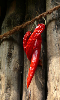 Close-up of red chili peppers on tree trunk