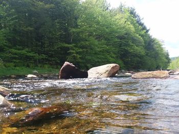 Scenic view of river by trees against sky