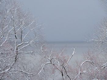 Bare trees against sky