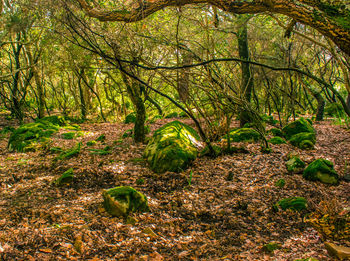 Trees growing in forest