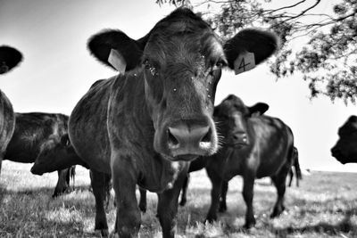 Cows standing on field