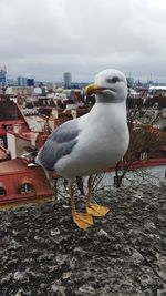 Seagull perching on a city