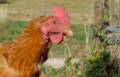 Close-up of a bird, cock