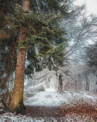 Trees in forest during winter