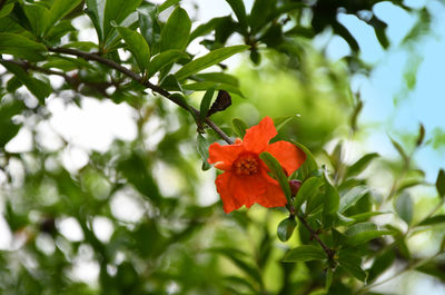 Close-up of red flowering plant