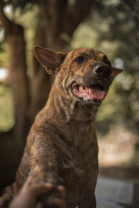 Close-up of dog looking away