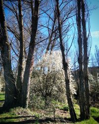 Low angle view of trees against sky